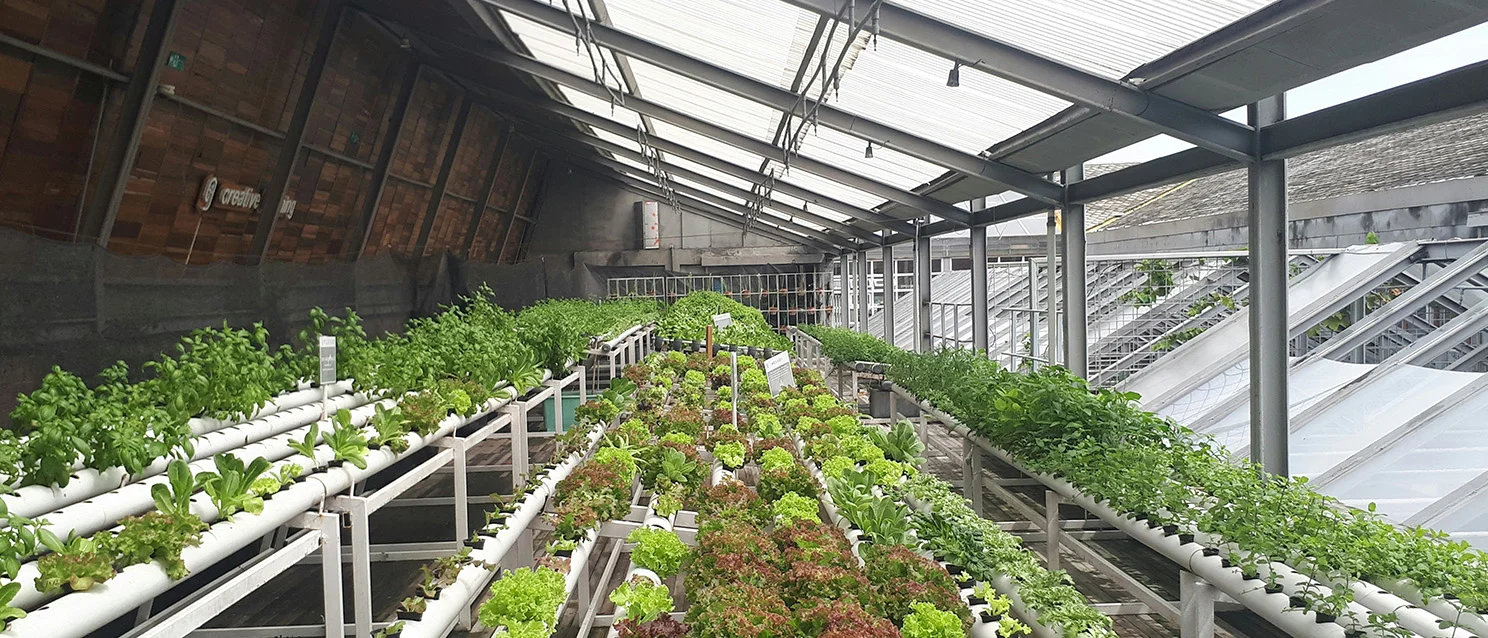 Automated irrigation for lawn and green space